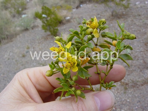 creosotebush